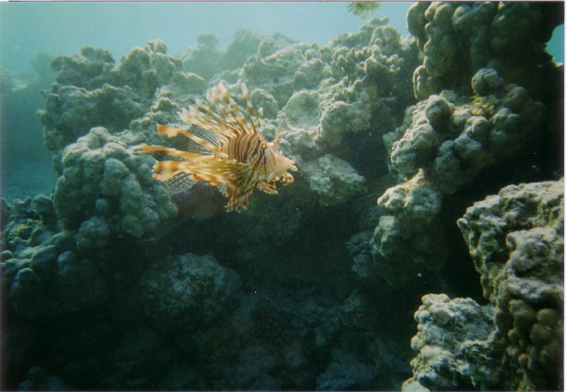 Pterois volans - Rotfeuerfisch