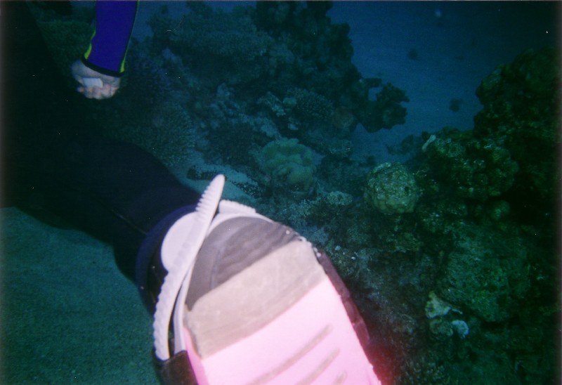 Photograph