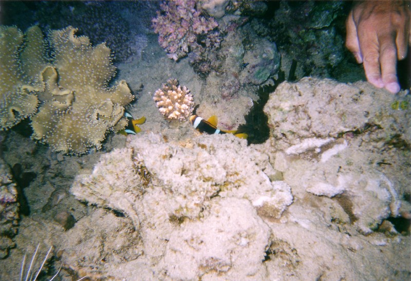 Photograph