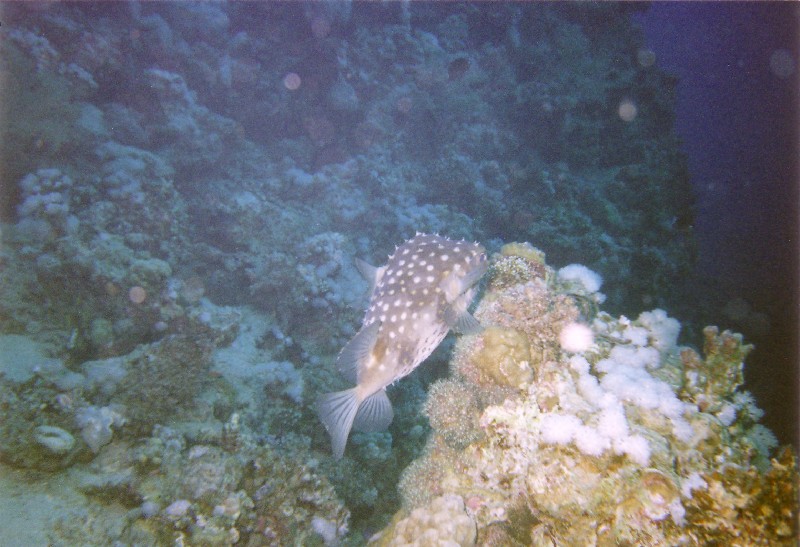 Photograph