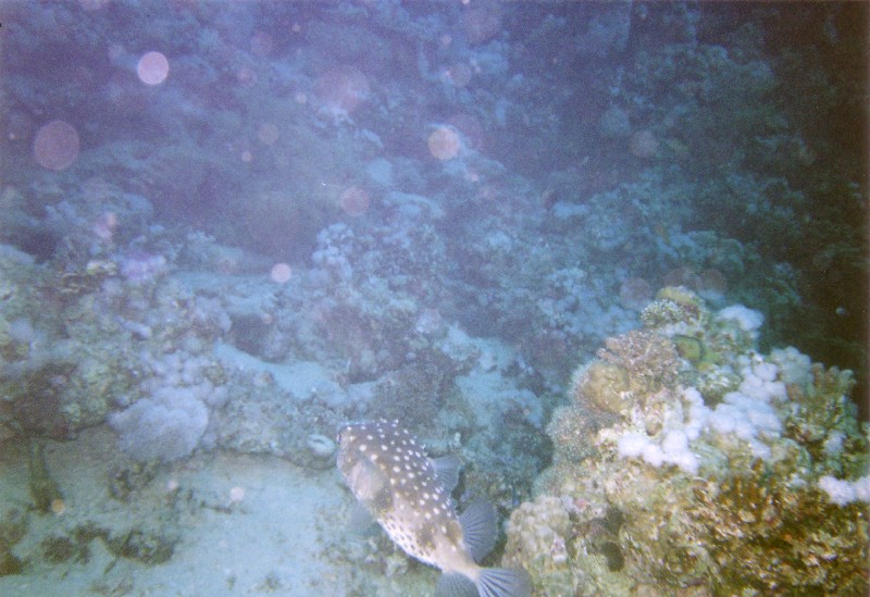 Photograph