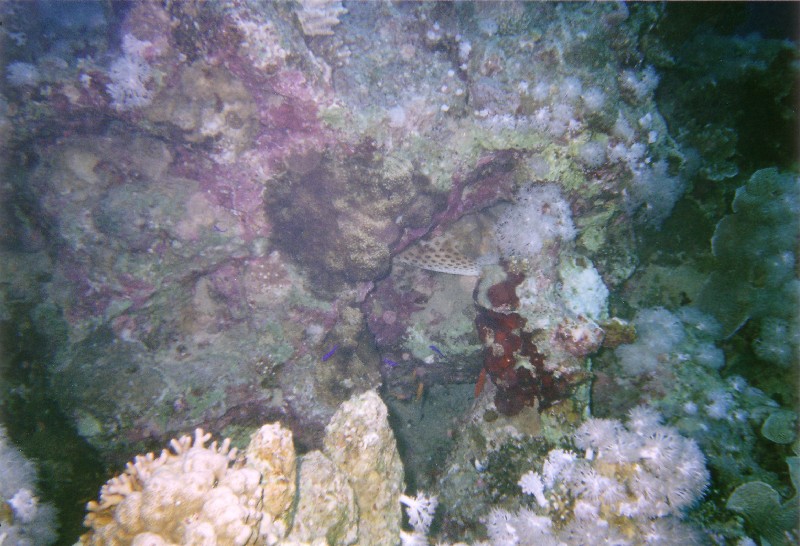 Photograph
