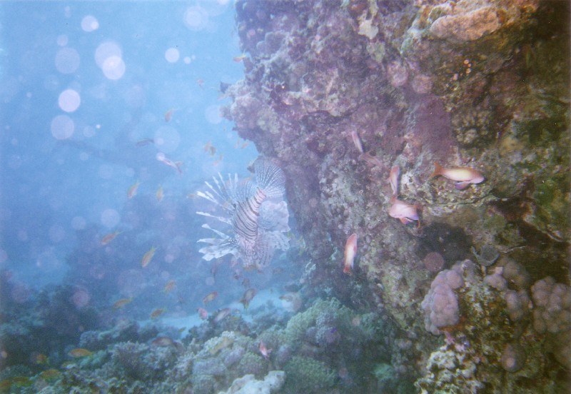 Photograph