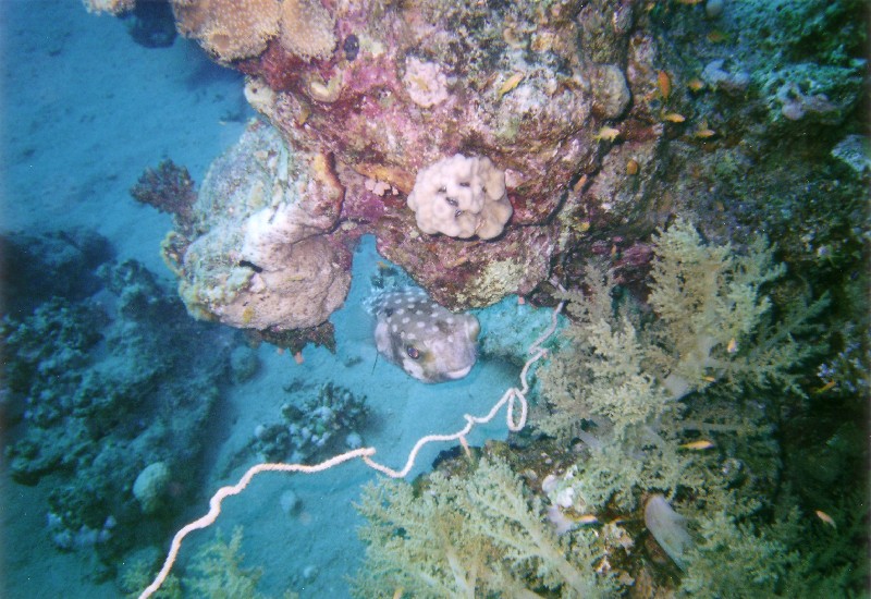 Photograph