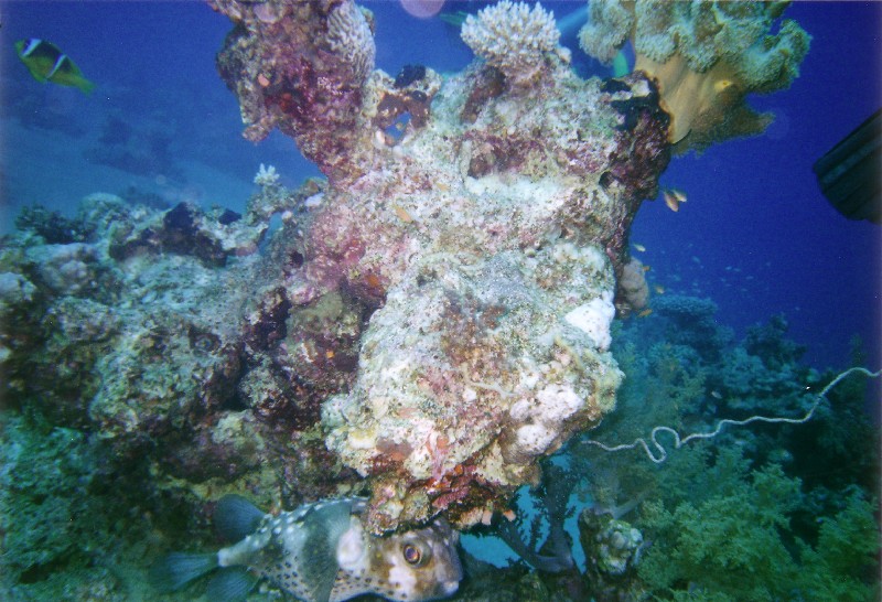 Photograph