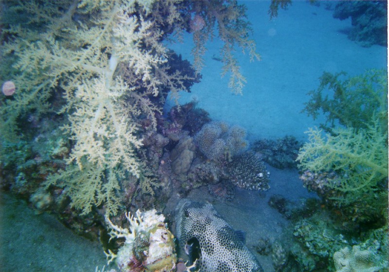 Photograph