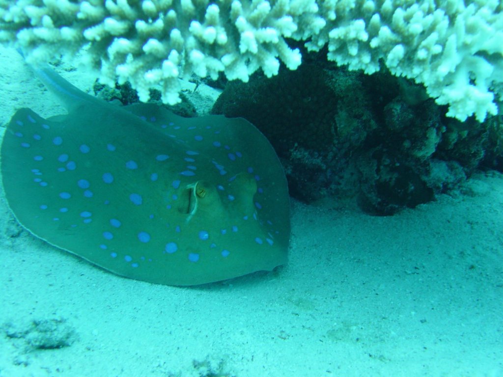 dsc00007.jpg