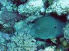 dsc00039_small.jpg