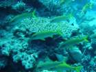 dsc00043_small.jpg