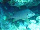 dsc00047_small.jpg
