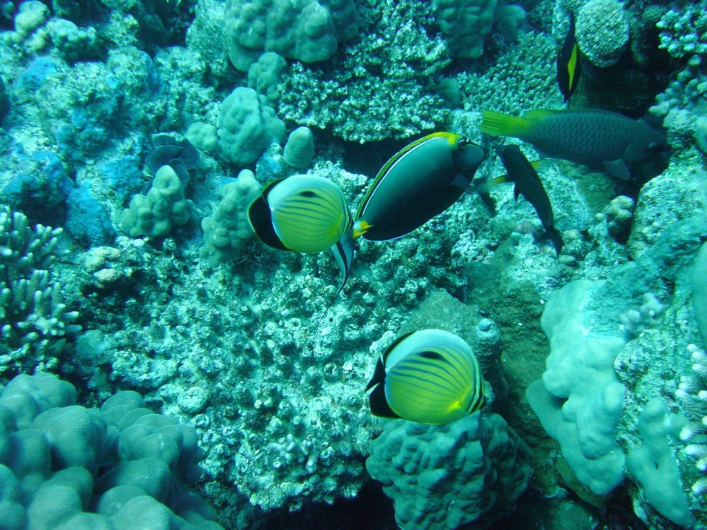 dsc00051.jpg