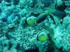 dsc00051_small.jpg