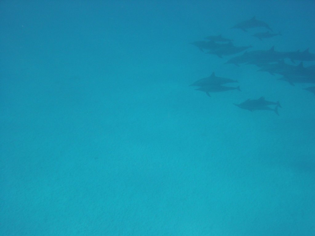 dsc00061.jpg