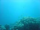 dsc00073_small.jpg