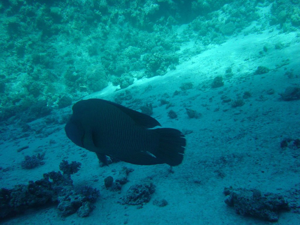 dsc00080.jpg