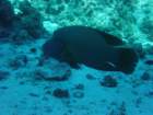 dsc00082_small.jpg