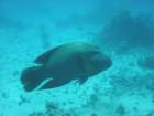 dsc00090_small.jpg