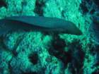 dsc00097_small.jpg