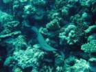dsc00099_small.jpg
