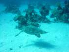 dsc00132_small.jpg