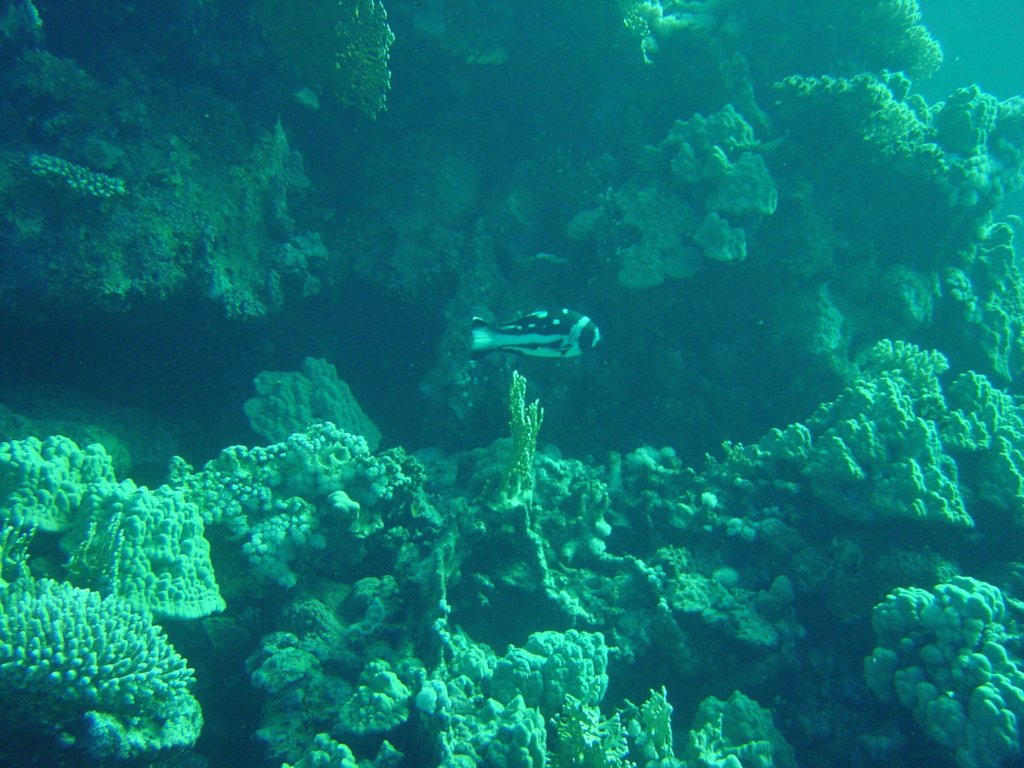 dsc00135.jpg