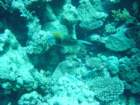 dsc00145_small.jpg