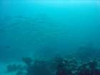 dsc00146_small.jpg