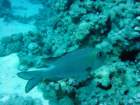 dsc00180_small.jpg