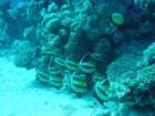 dsc00184_small.jpg