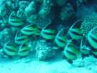 dsc00185_small.jpg