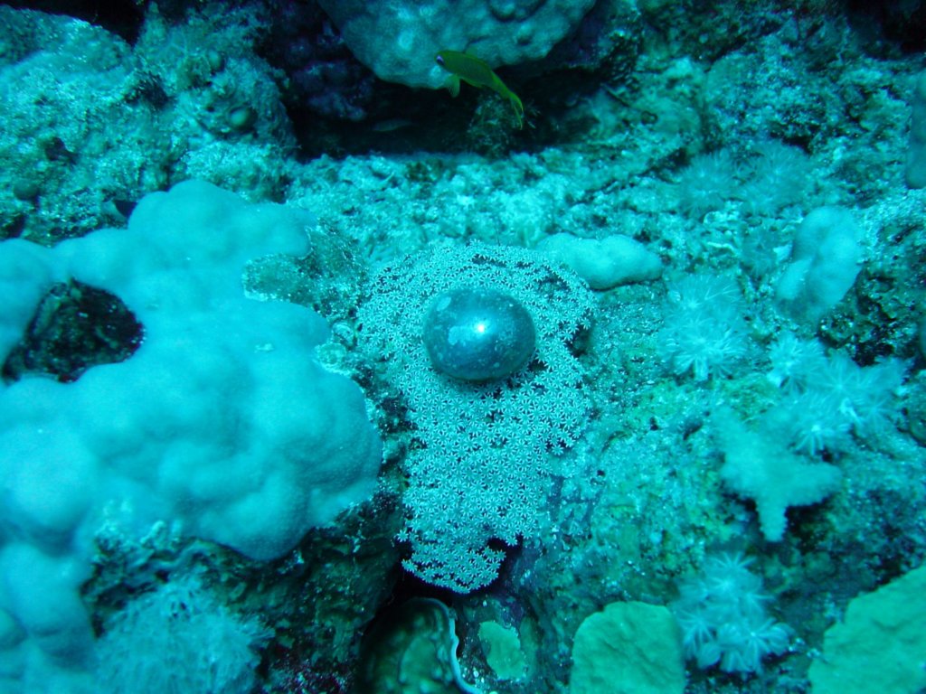 seapearl.jpg