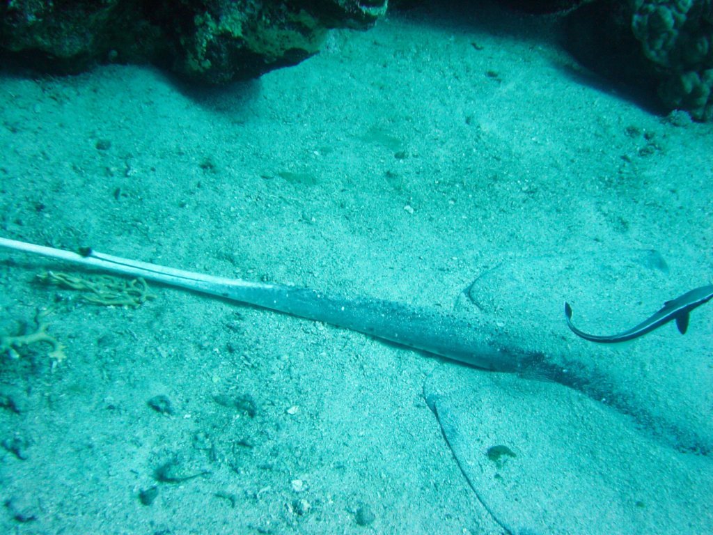 stacheldesstachelrochen.jpg