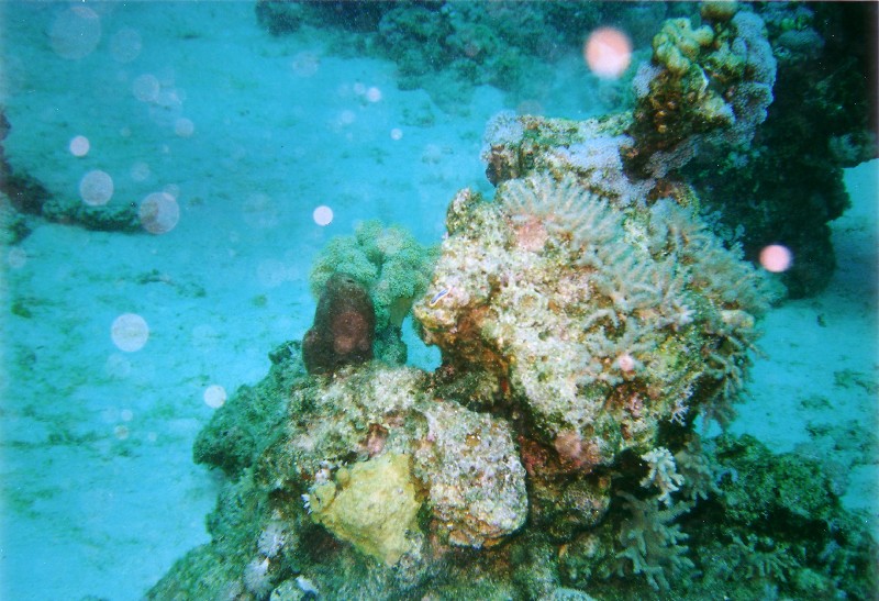 Photograph