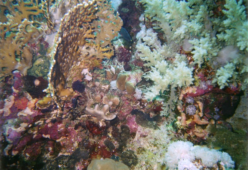 Photograph