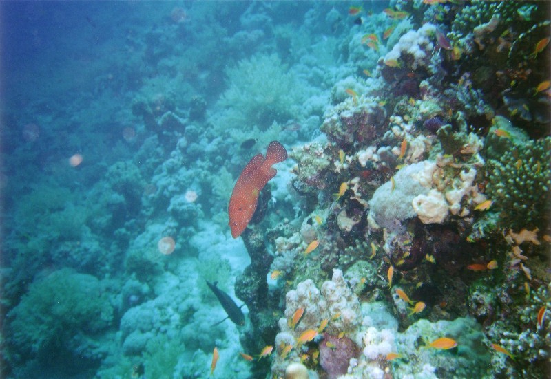 Photograph