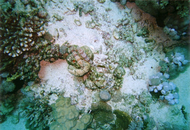 Photograph