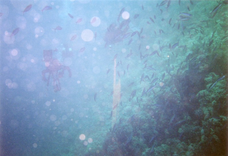 Photograph