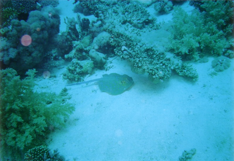 Photograph