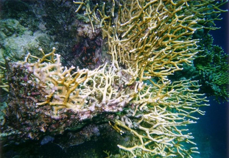 Photograph