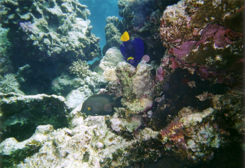 Photograph