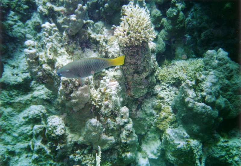 Photograph