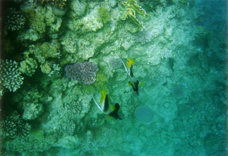Photograph