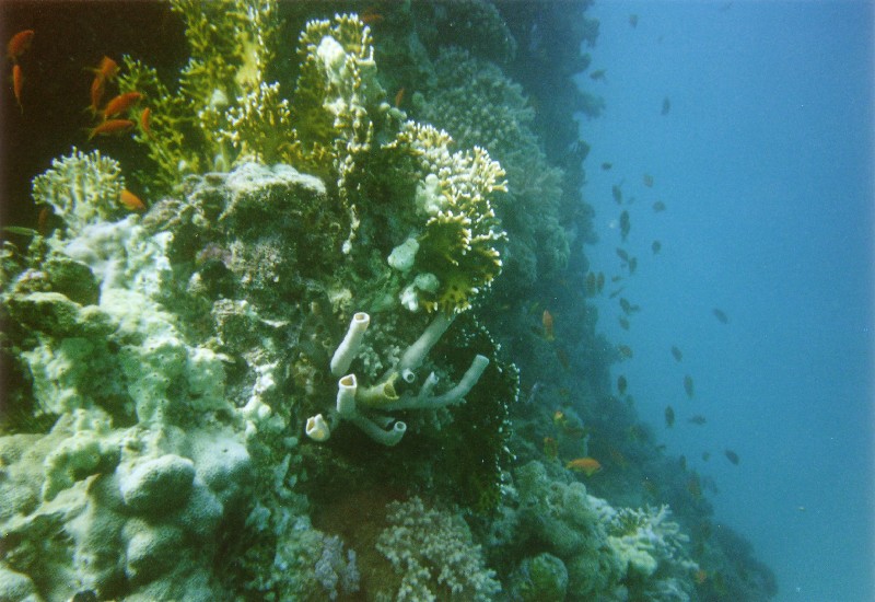Photograph