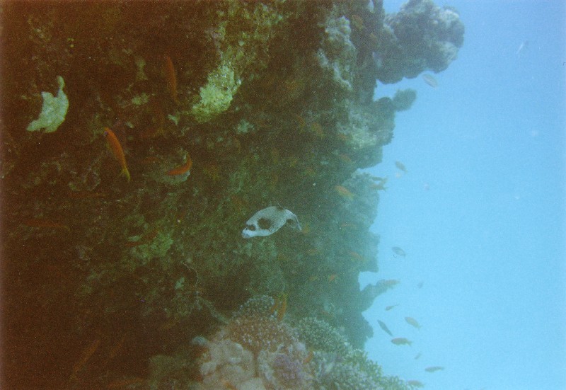 Photograph