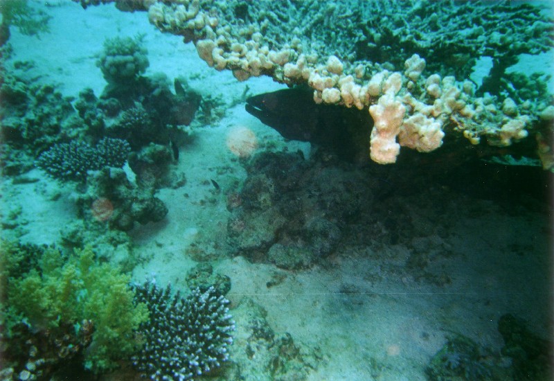 Photograph
