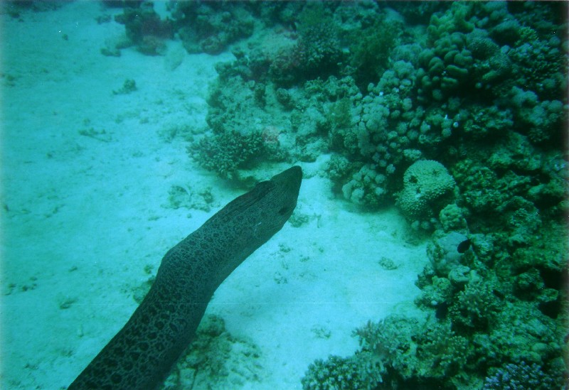 Photograph