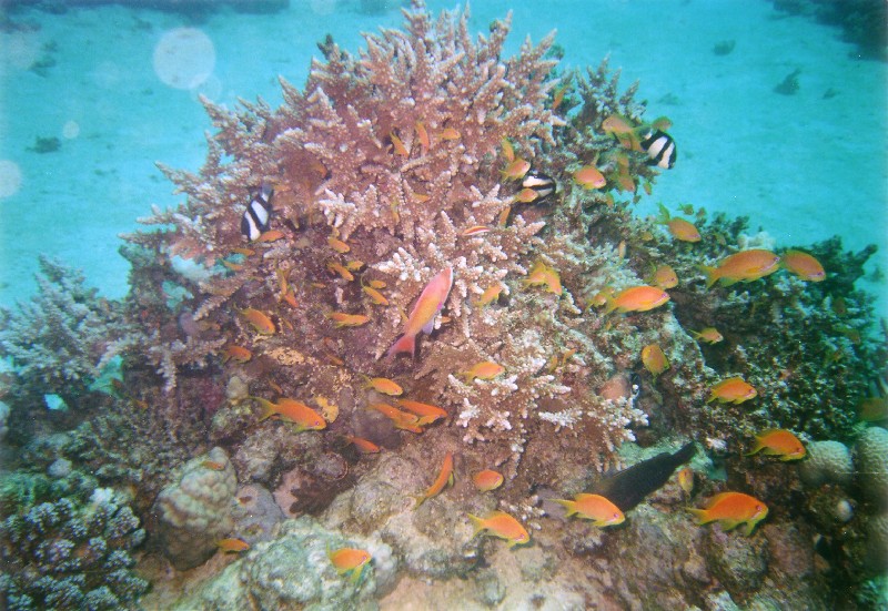 Photograph