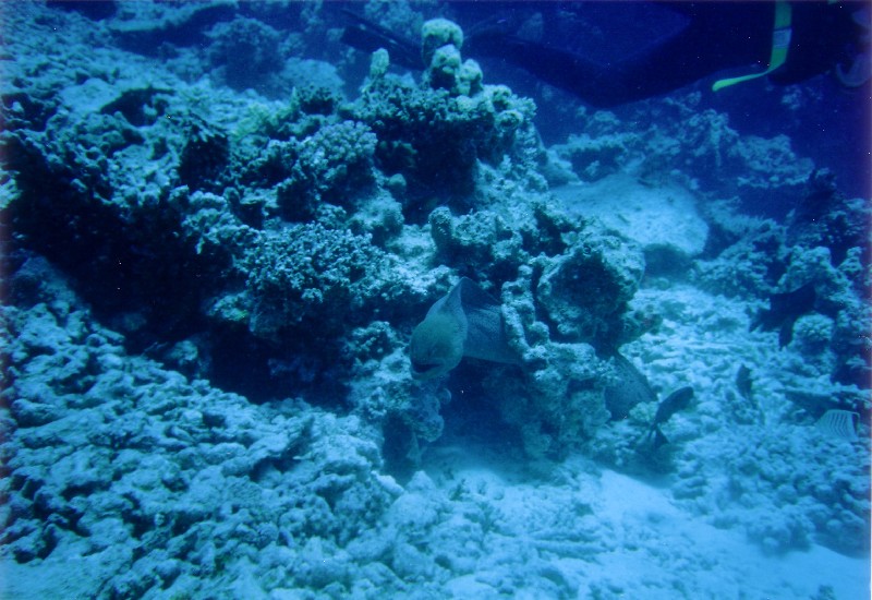 Photograph