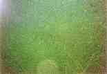 Photo Number 5