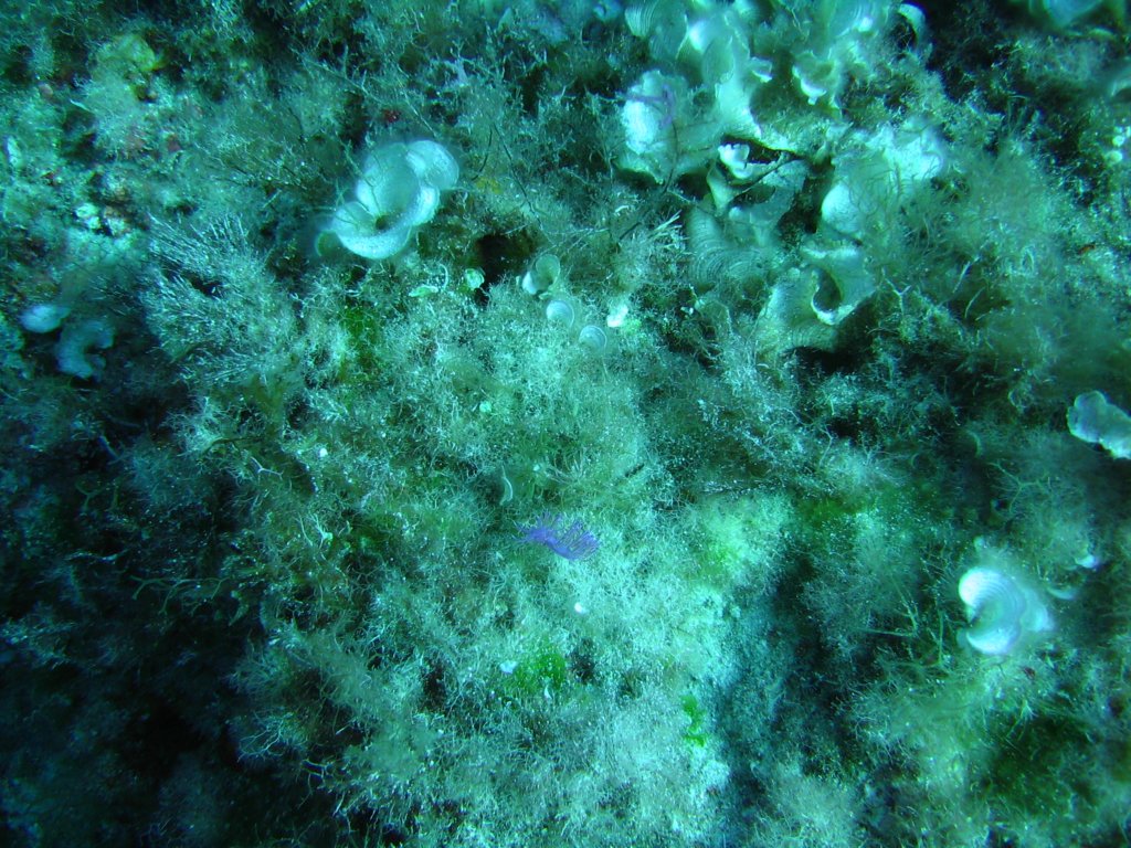 blauenacktschneckeaberwo.jpg